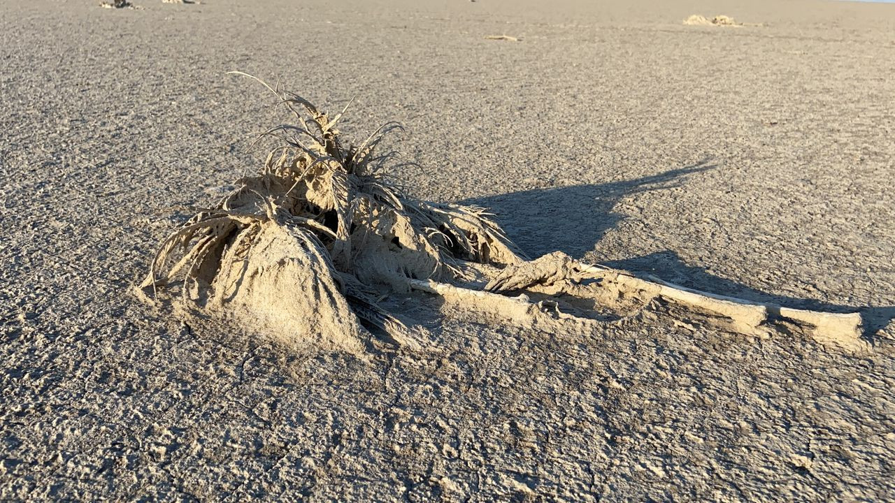 Flamingo mezarlığı! Tuz Gölü'nde kahreden görüntü - Sayfa 8