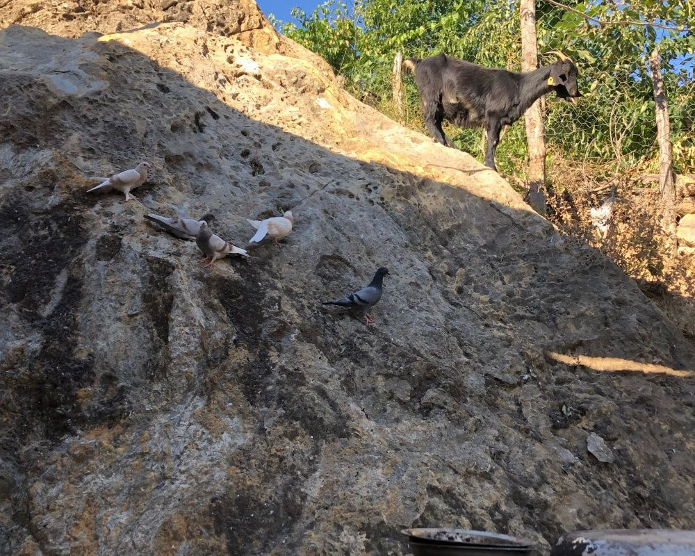 Adana’nın Aladağ ilçesinde çıkan yangından geriye ailelerin acılı hikayeleri, küle dönmüş evler ve orman kaldı - Sayfa 19