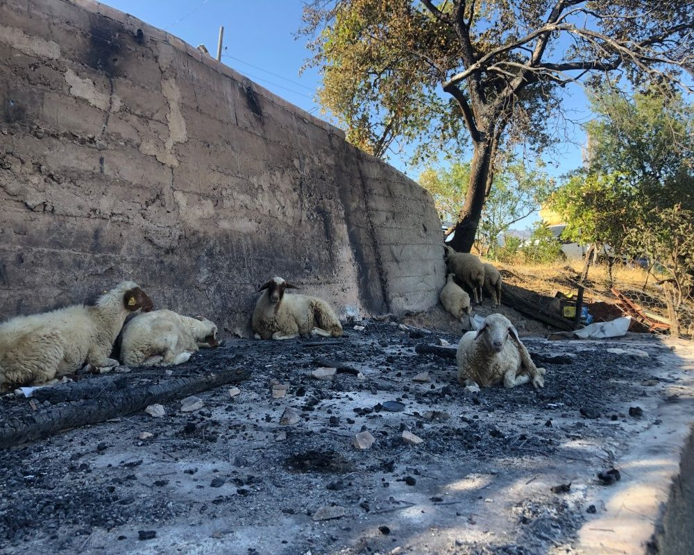 Adana’nın Aladağ ilçesinde çıkan yangından geriye ailelerin acılı hikayeleri, küle dönmüş evler ve orman kaldı - Sayfa 15
