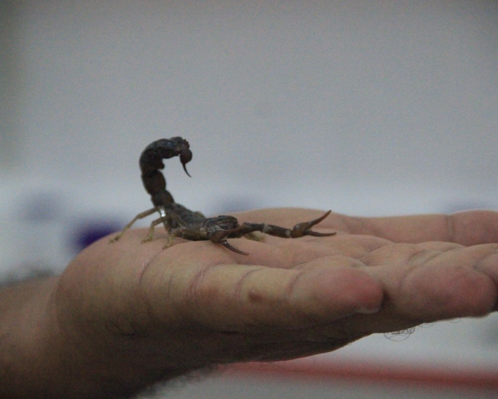 Akrep zehrinin inanılmaz faydası! Bakmaya bile korkanlar varken üretim tesisini kurdu - Sayfa 7