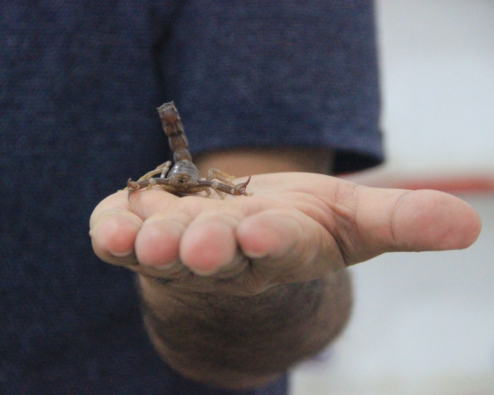 Akrep zehrinin inanılmaz faydası! Bakmaya bile korkanlar varken üretim tesisini kurdu - Sayfa 8