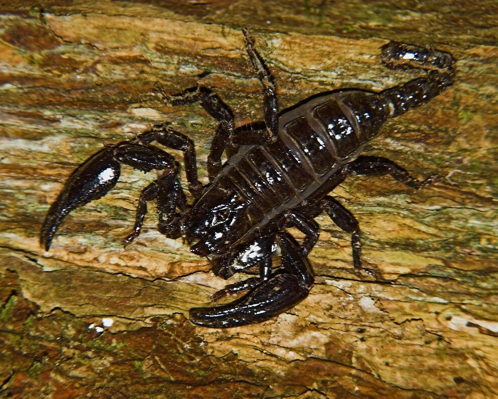 Akrep zehrinin inanılmaz faydası! Bakmaya bile korkanlar varken üretim tesisini kurdu - Sayfa 6