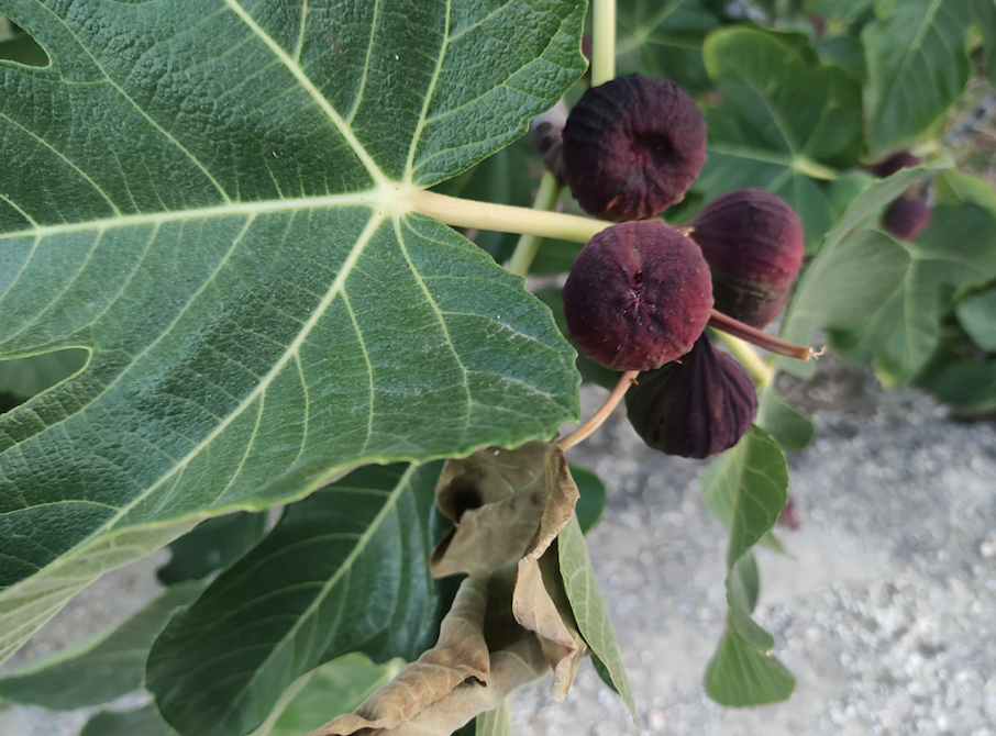 Kabuğunu sakın soymayın! İşte incirin hiç bilmediğiniz faydaları... - Sayfa 22