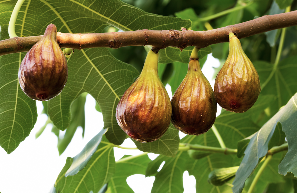 Kabuğunu sakın soymayın! İşte incirin hiç bilmediğiniz faydaları... - Sayfa 19