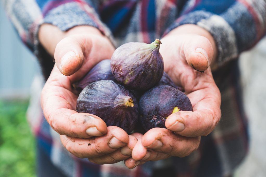 Kabuğunu sakın soymayın! İşte incirin hiç bilmediğiniz faydaları... - Sayfa 20