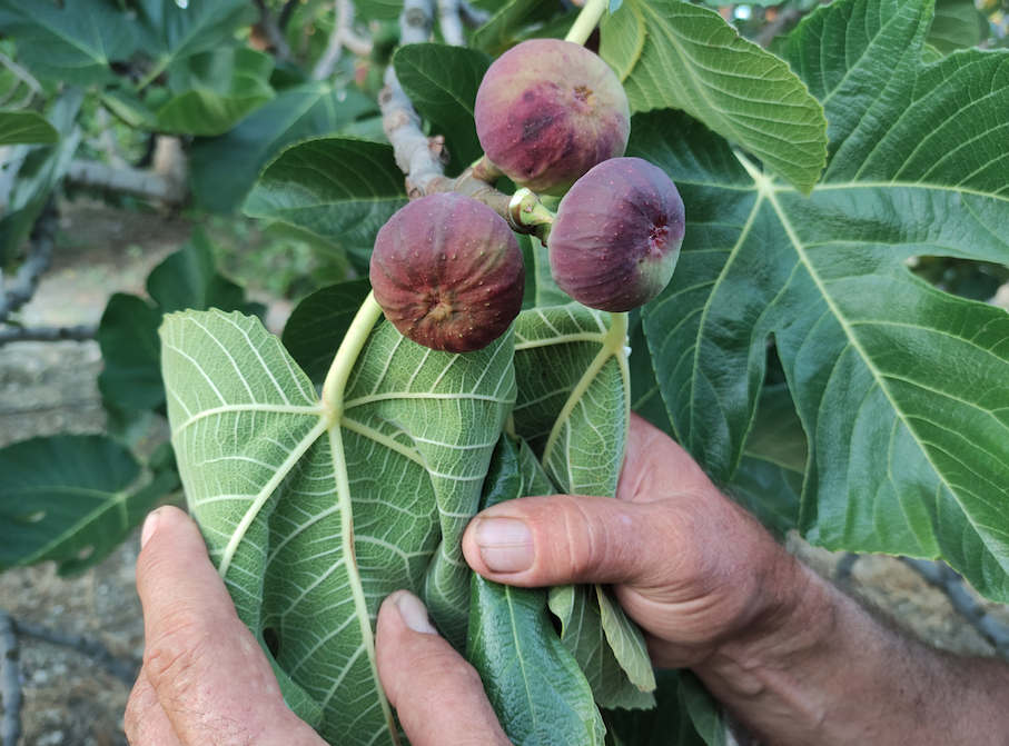 Kabuğunu sakın soymayın! İşte incirin hiç bilmediğiniz faydaları... - Sayfa 21