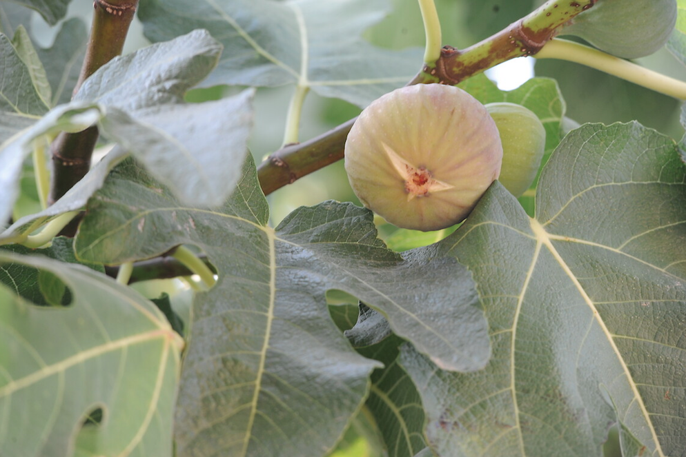 Kabuğunu sakın soymayın! İşte incirin hiç bilmediğiniz faydaları... - Sayfa 13