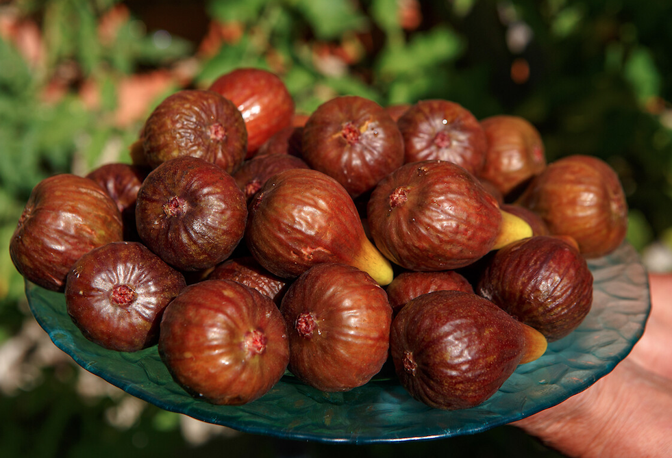 Kabuğunu sakın soymayın! İşte incirin hiç bilmediğiniz faydaları... - Sayfa 16