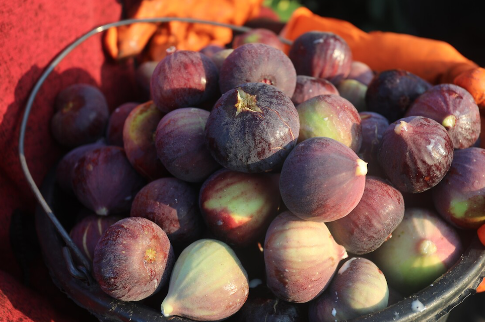 Kabuğunu sakın soymayın! İşte incirin hiç bilmediğiniz faydaları... - Sayfa 6