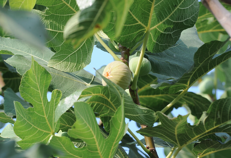 Kabuğunu sakın soymayın! İşte incirin hiç bilmediğiniz faydaları... - Sayfa 12