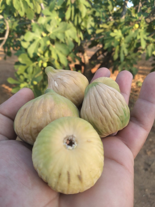 Kabuğunu sakın soymayın! İşte incirin hiç bilmediğiniz faydaları... - Sayfa 18