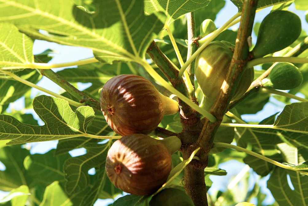 Kabuğunu sakın soymayın! İşte incirin hiç bilmediğiniz faydaları... - Sayfa 15