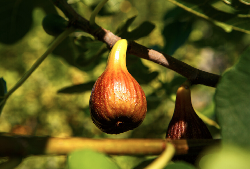 Kabuğunu sakın soymayın! İşte incirin hiç bilmediğiniz faydaları... - Sayfa 14