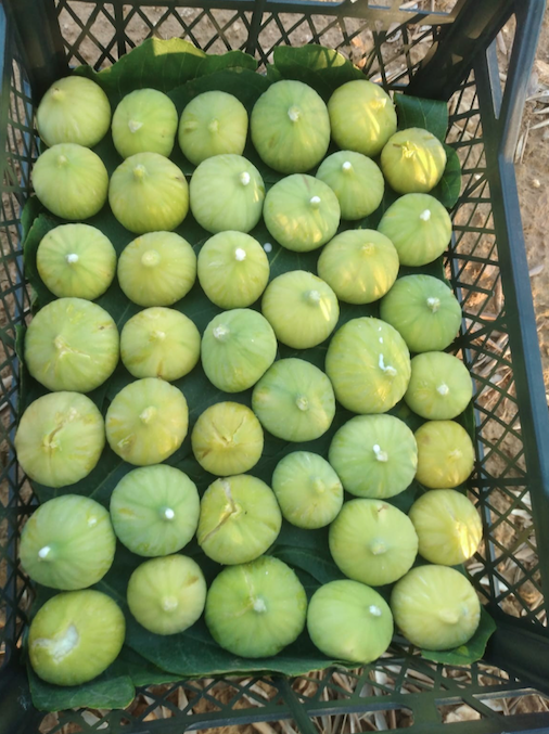 Kabuğunu sakın soymayın! İşte incirin hiç bilmediğiniz faydaları... - Sayfa 17