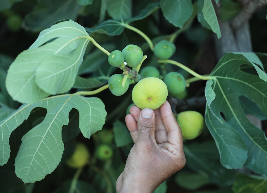 Kabuğunu sakın soymayın! İşte incirin hiç bilmediğiniz faydaları... - Sayfa 7