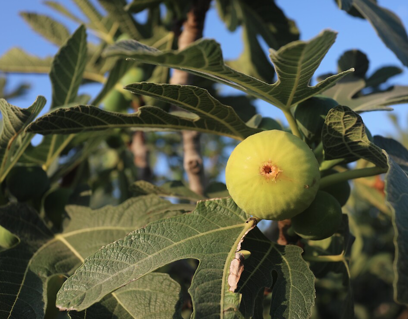 Kabuğunu sakın soymayın! İşte incirin hiç bilmediğiniz faydaları... - Sayfa 8