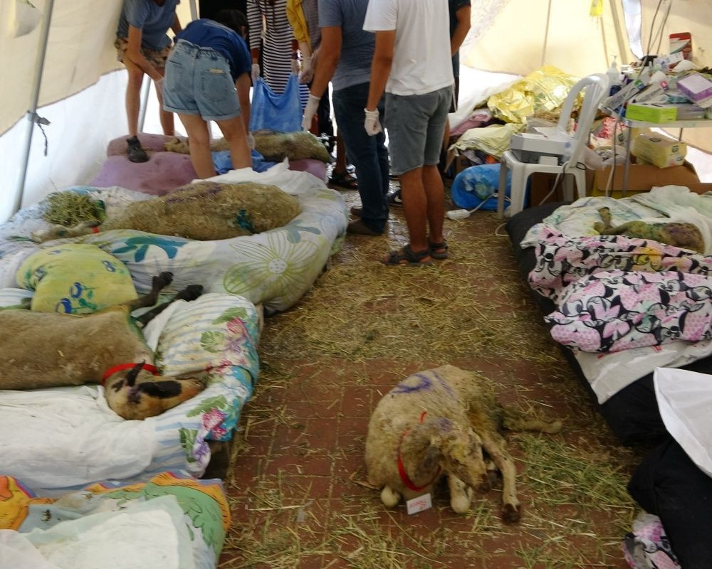 Manavgat'taki orman yangınında zarar gören bütün hayvanlar tedavi ediliyor - Sayfa 17