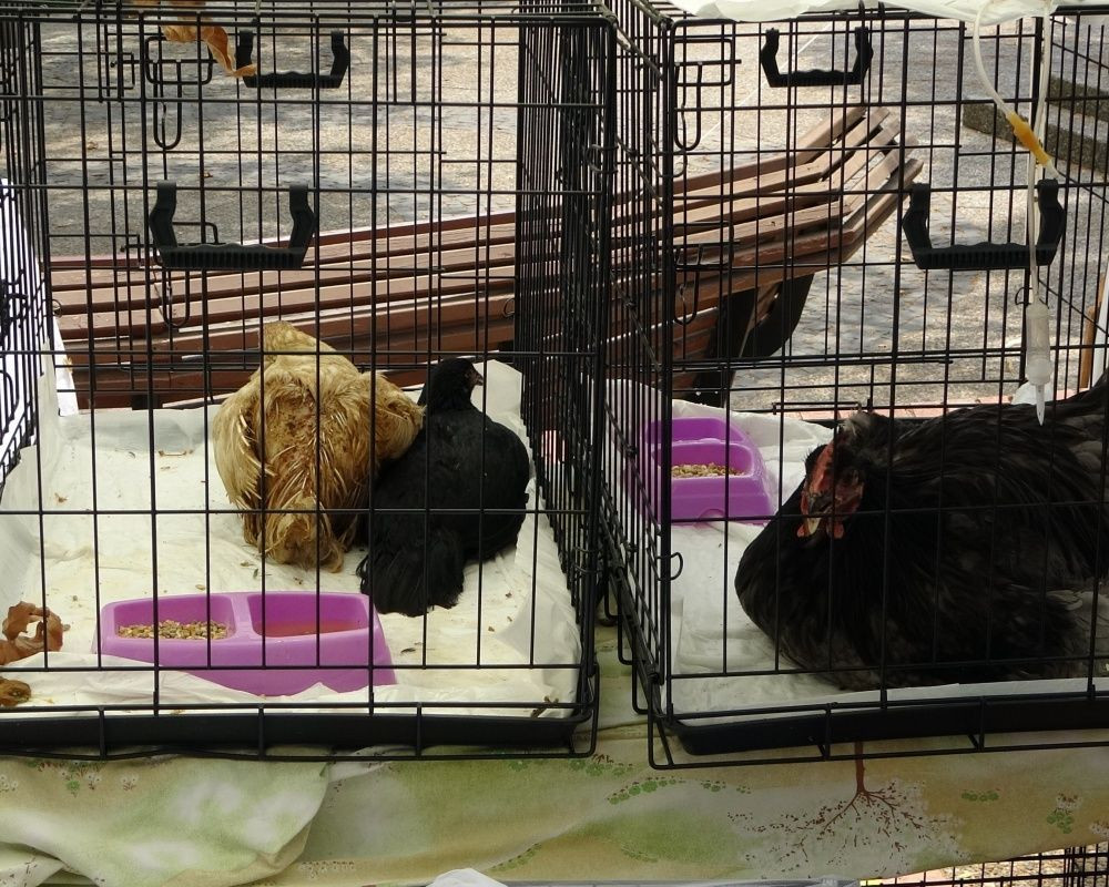 Manavgat'taki orman yangınında zarar gören bütün hayvanlar tedavi ediliyor - Sayfa 10