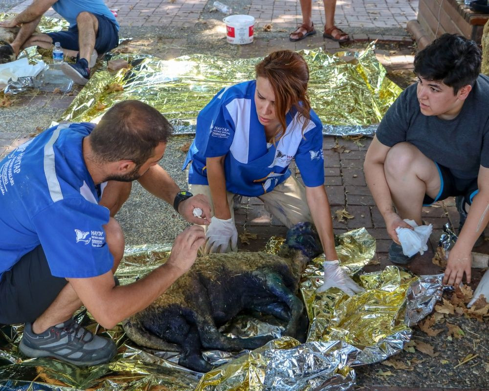 Manavgat'taki orman yangınında zarar gören bütün hayvanlar tedavi ediliyor - Sayfa 24