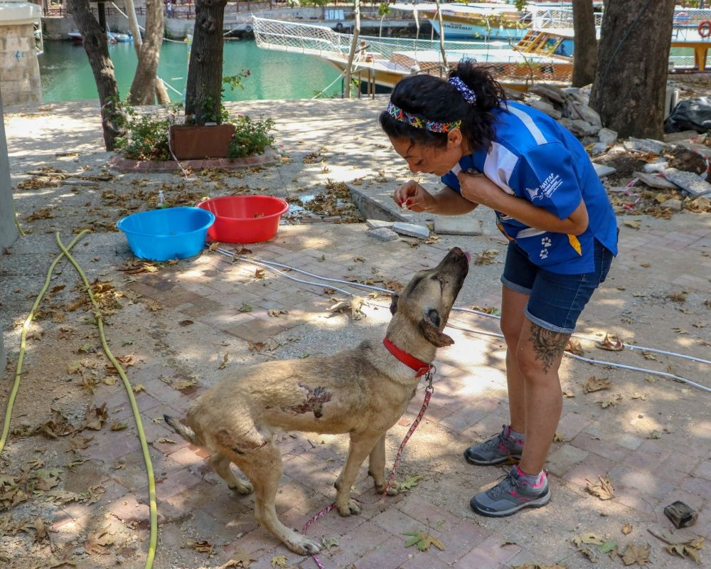 Manavgat'taki orman yangınında zarar gören bütün hayvanlar tedavi ediliyor - Sayfa 15