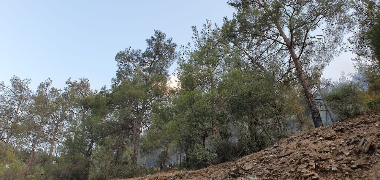 Aydın'ın Bozdoğan ilçesindeki orman yangını kontrol altına alındı - Sayfa 7