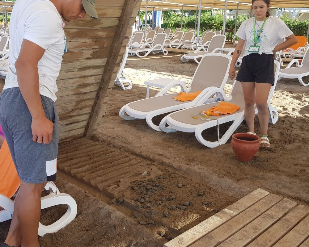 Antalya'da onlarca yavru caretta telef oldu - Sayfa 5