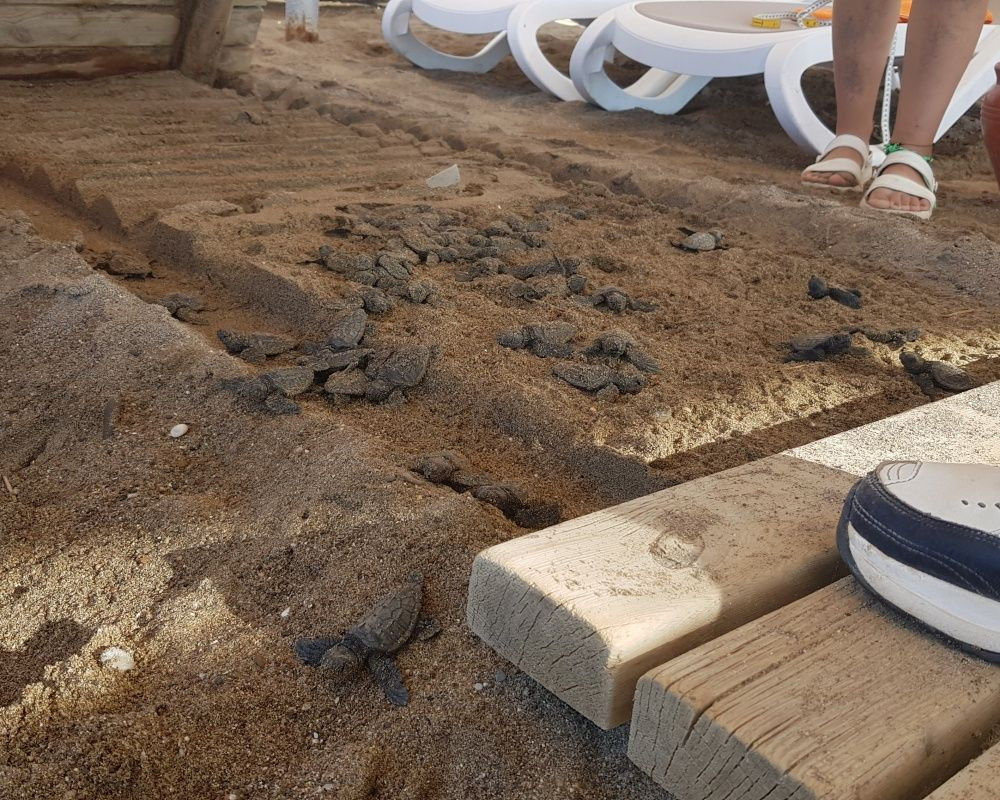 Antalya'da onlarca yavru caretta telef oldu - Sayfa 6