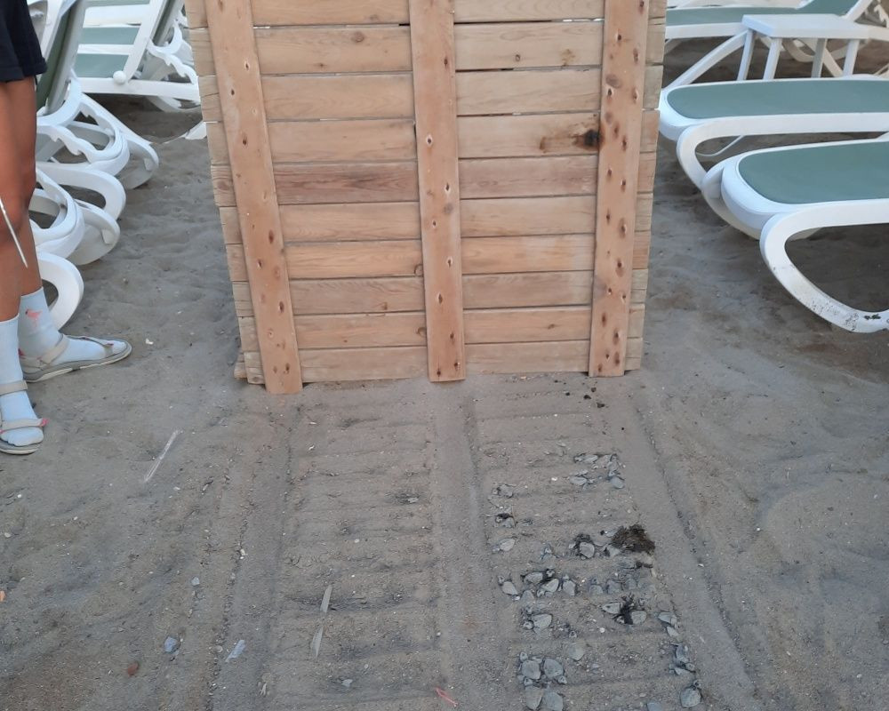 Antalya'da onlarca yavru caretta telef oldu - Sayfa 10