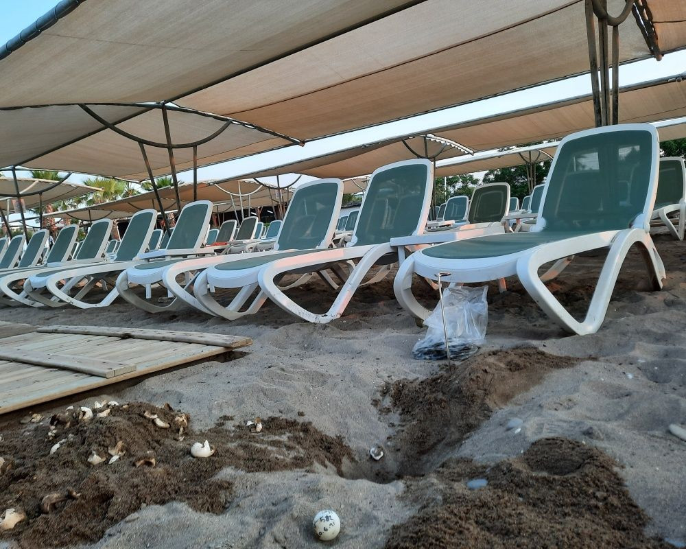 Antalya'da onlarca yavru caretta telef oldu - Sayfa 11