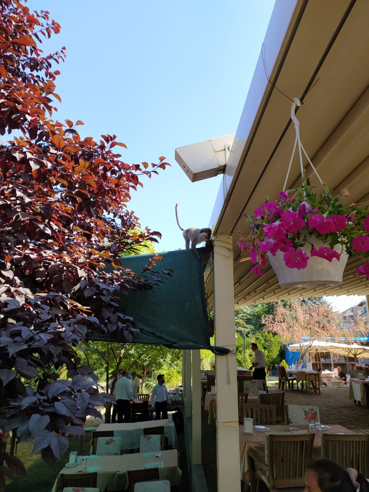 Kafede otururken masaya maymun düştü! - Sayfa 5