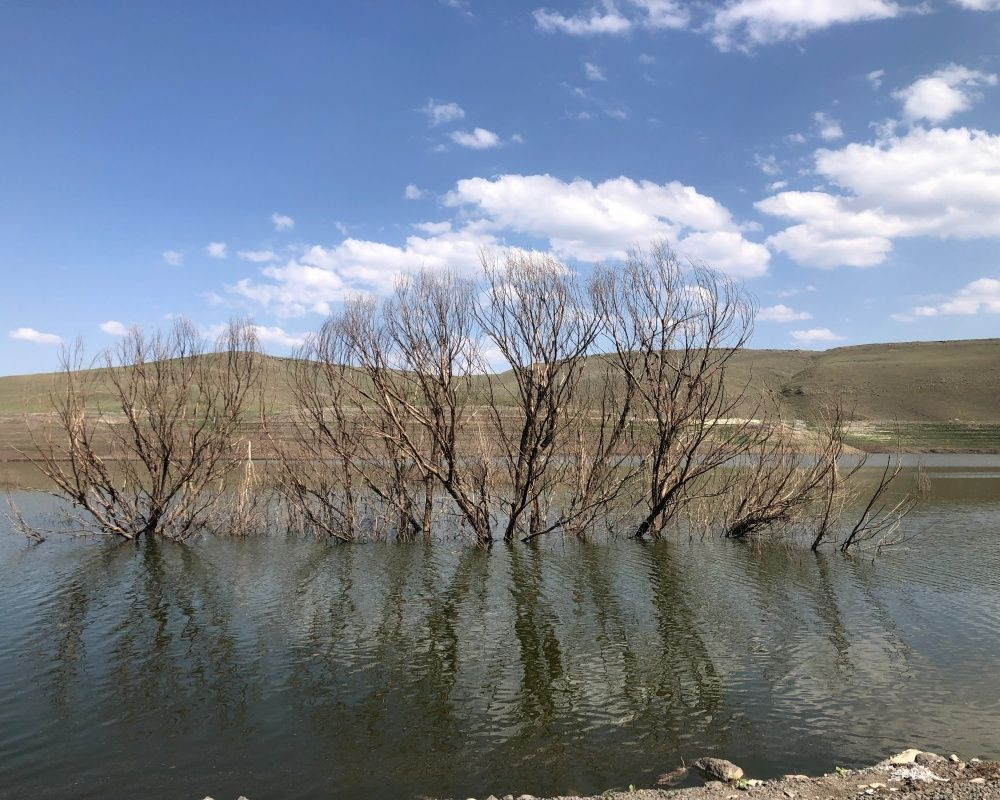 Baraj suyu çekildi, göl içerisinde kalan kurumuş ağaçlar ortaya çıktı - Sayfa 6