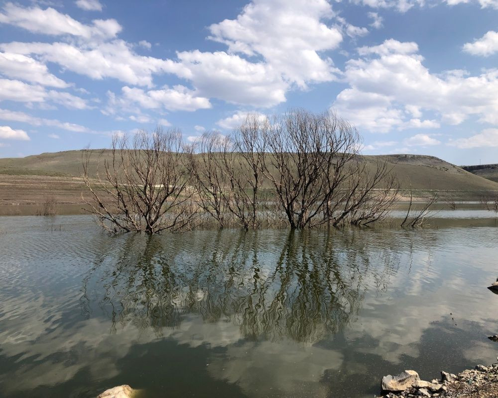 Baraj suyu çekildi, göl içerisinde kalan kurumuş ağaçlar ortaya çıktı - Sayfa 8
