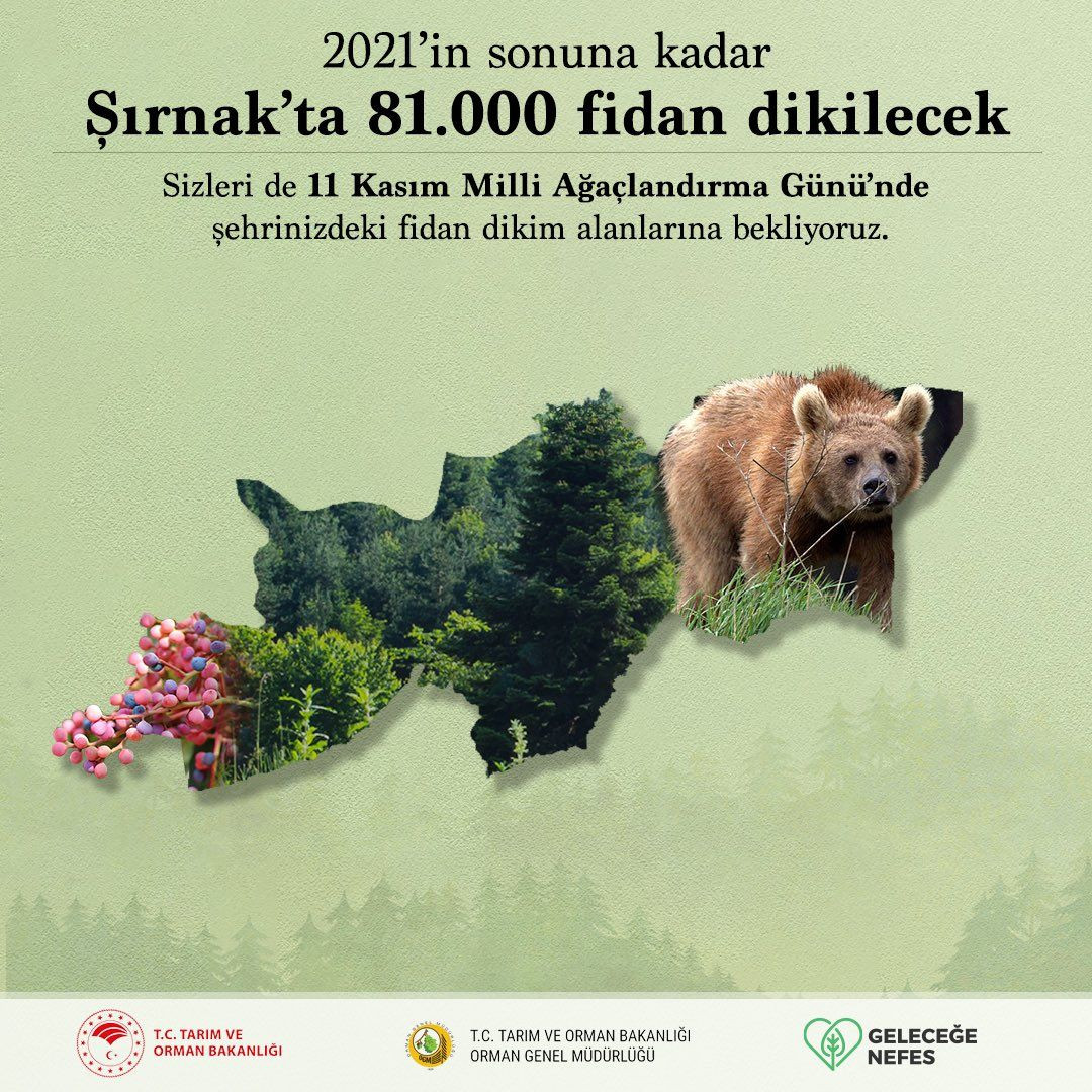 Türkiye'de 252 milyon fidan dikilecek! - Sayfa 7