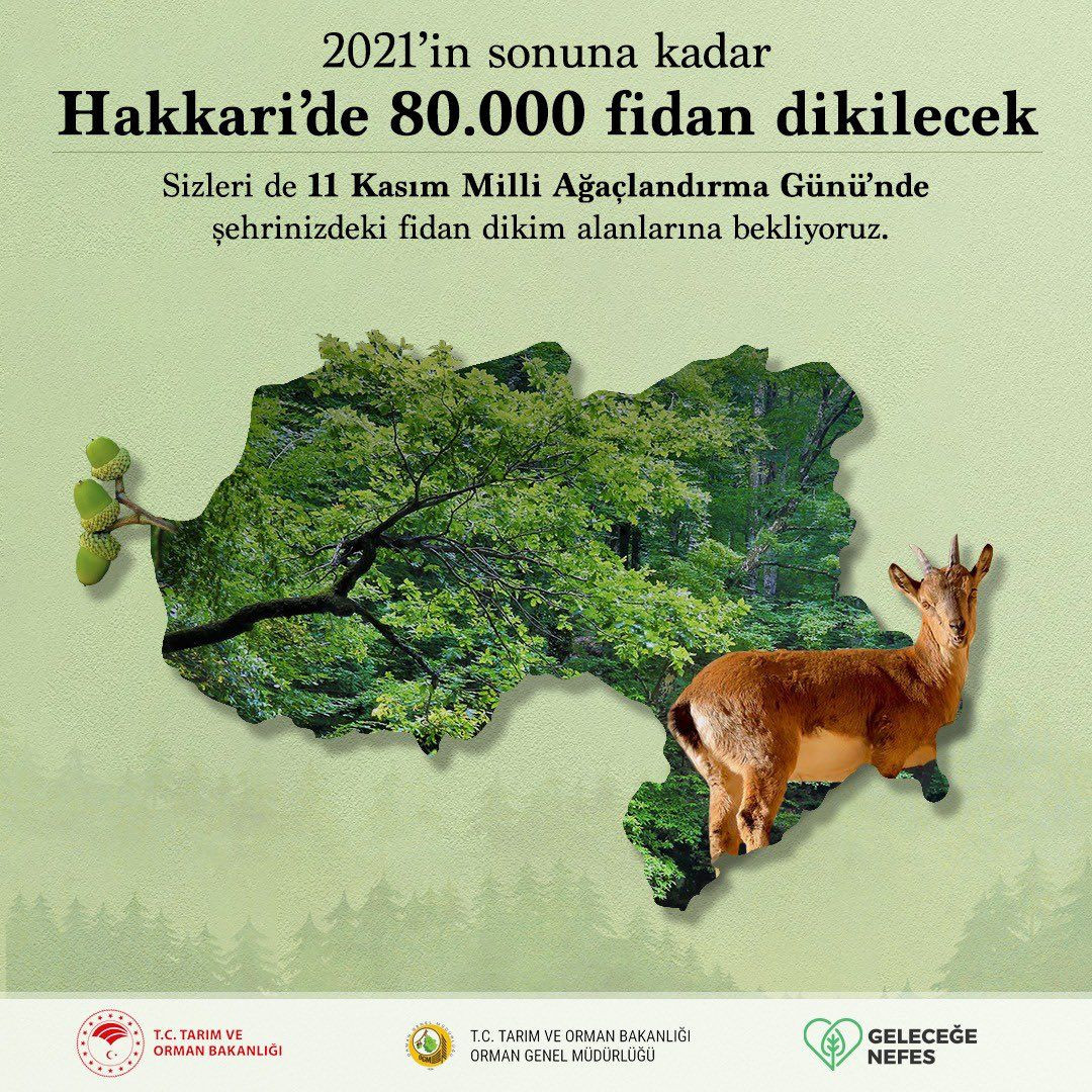 Türkiye'de 252 milyon fidan dikilecek! - Sayfa 8