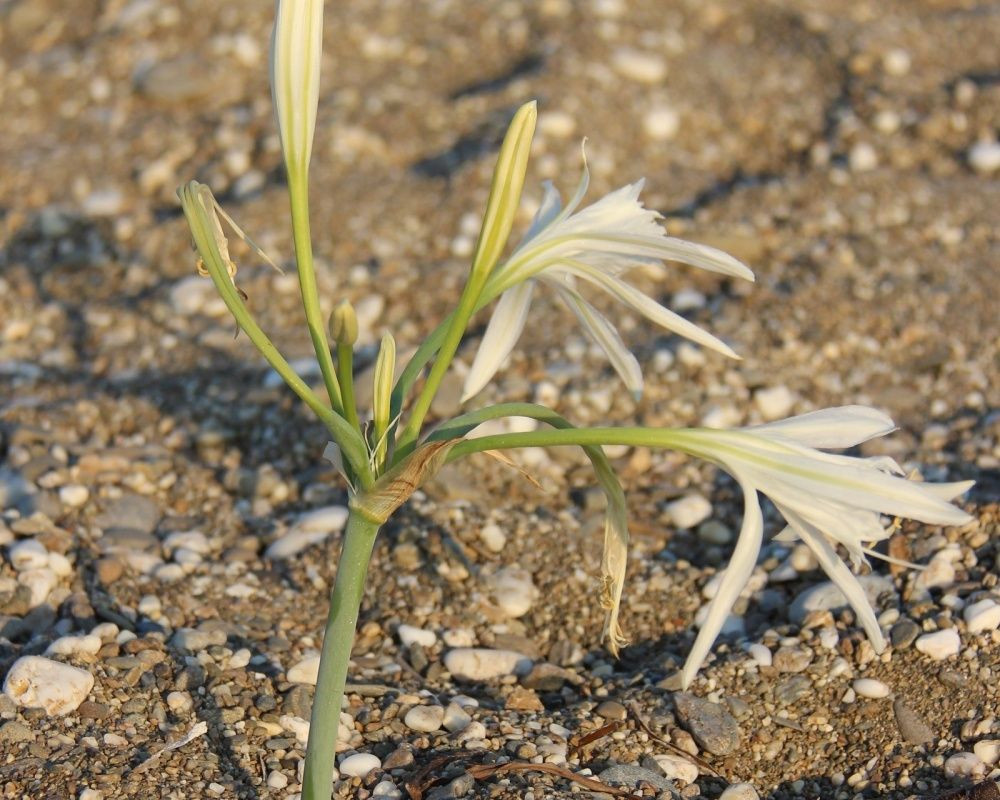Bu çiçeği koparan yandı! Cezası bir araba parası - Sayfa 5
