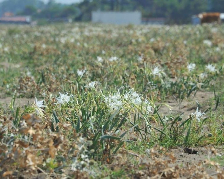 Bu çiçeği koparan yandı! Cezası bir araba parası - Sayfa 6