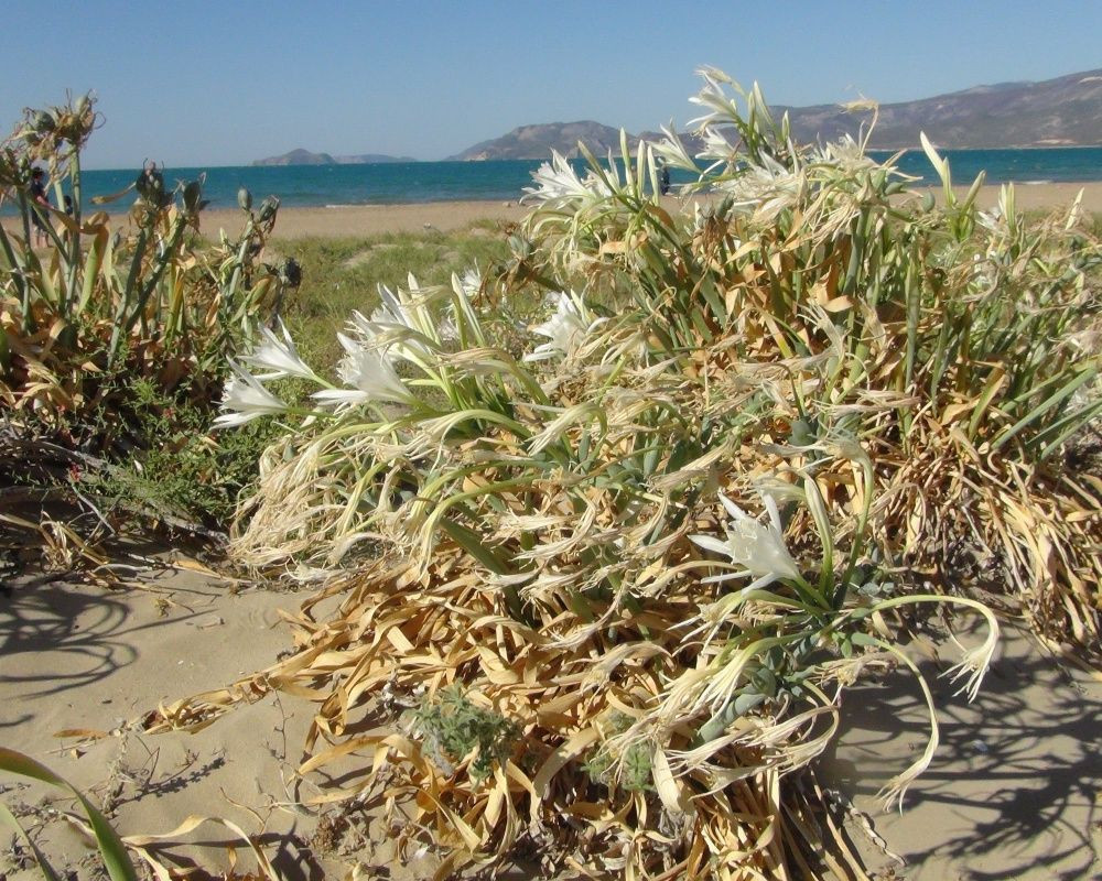 Bu çiçeği koparan yandı! Cezası bir araba parası - Sayfa 12