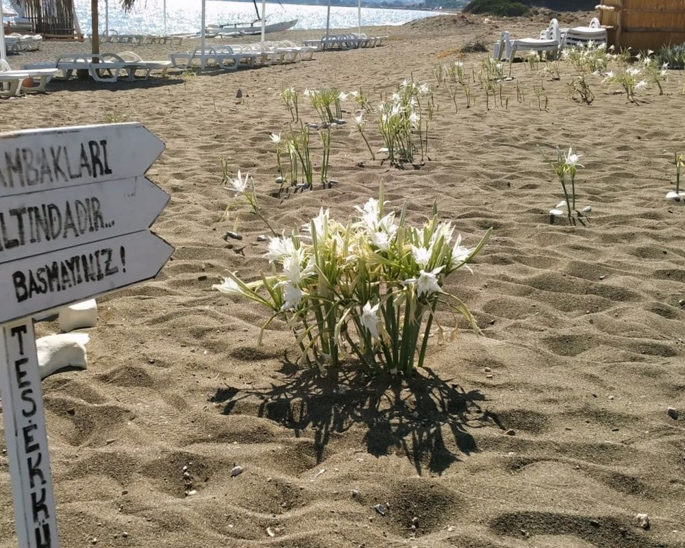 Bu çiçeği koparan yandı! Cezası bir araba parası - Sayfa 13