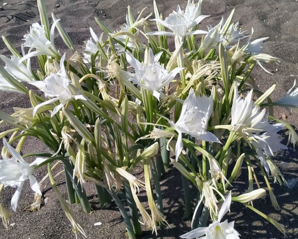 Bu çiçeği koparan yandı! Cezası bir araba parası - Sayfa 14