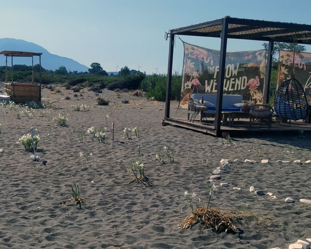 Bu çiçeği koparan yandı! Cezası bir araba parası - Sayfa 15