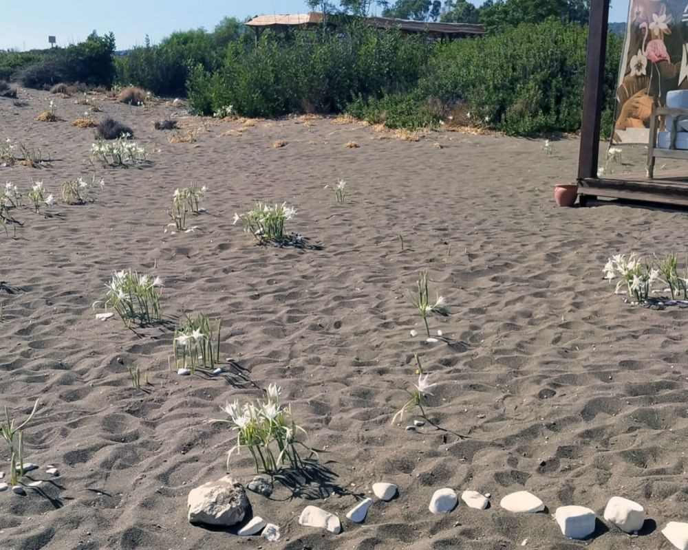 Bu çiçeği koparan yandı! Cezası bir araba parası - Sayfa 16