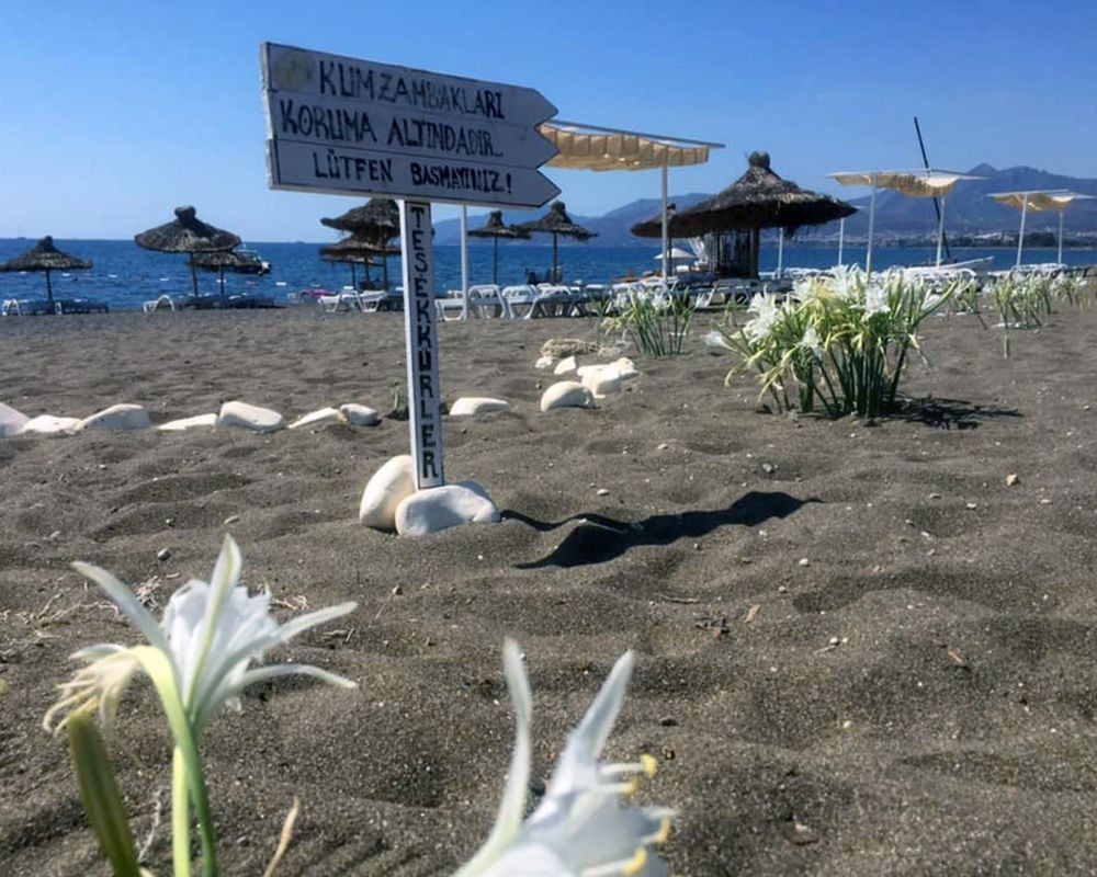 Bu çiçeği koparan yandı! Cezası bir araba parası - Sayfa 17