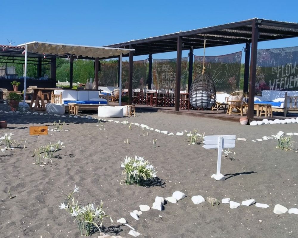 Bu çiçeği koparan yandı! Cezası bir araba parası - Sayfa 18