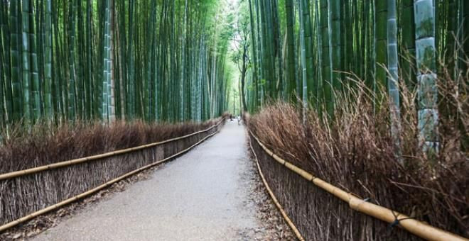 Bu ormana giren deliriyor! Nedenine çok şaşıracaksınız... - Sayfa 7