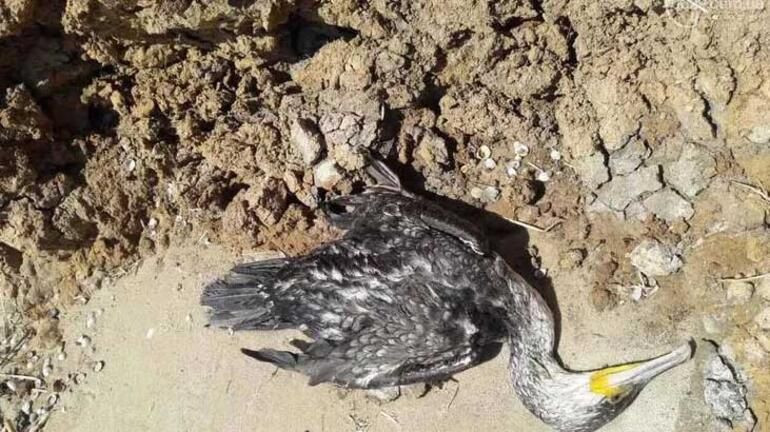 Gökyüzünden ölü kuşlar yağıyor! Türkiye'de yeni hastalık uyarısı... Sakın yaklaşmayın! - Sayfa 7