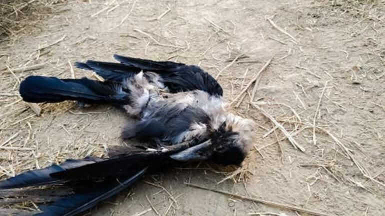 Gökyüzünden ölü kuşlar yağıyor! Türkiye'de yeni hastalık uyarısı... Sakın yaklaşmayın! - Sayfa 13