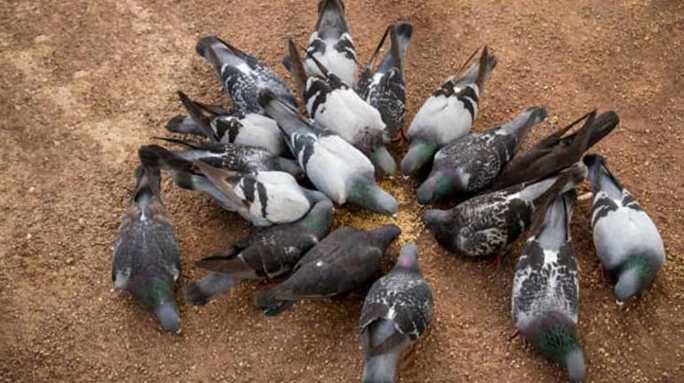 Gökyüzünden ölü kuşlar yağıyor! Türkiye'de yeni hastalık uyarısı... Sakın yaklaşmayın! - Sayfa 12