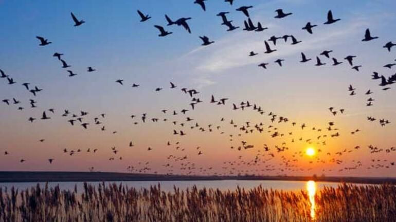 Gökyüzünden ölü kuşlar yağıyor! Türkiye'de yeni hastalık uyarısı... Sakın yaklaşmayın! - Sayfa 10