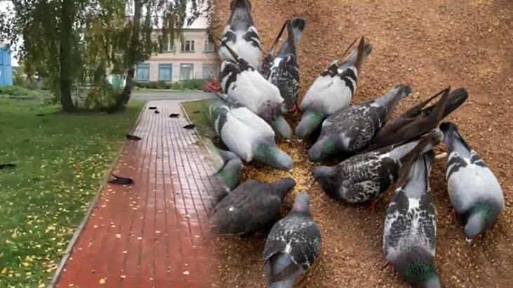 Gökyüzünden ölü kuşlar yağıyor! Türkiye'de yeni hastalık uyarısı... Sakın yaklaşmayın! - Sayfa 17