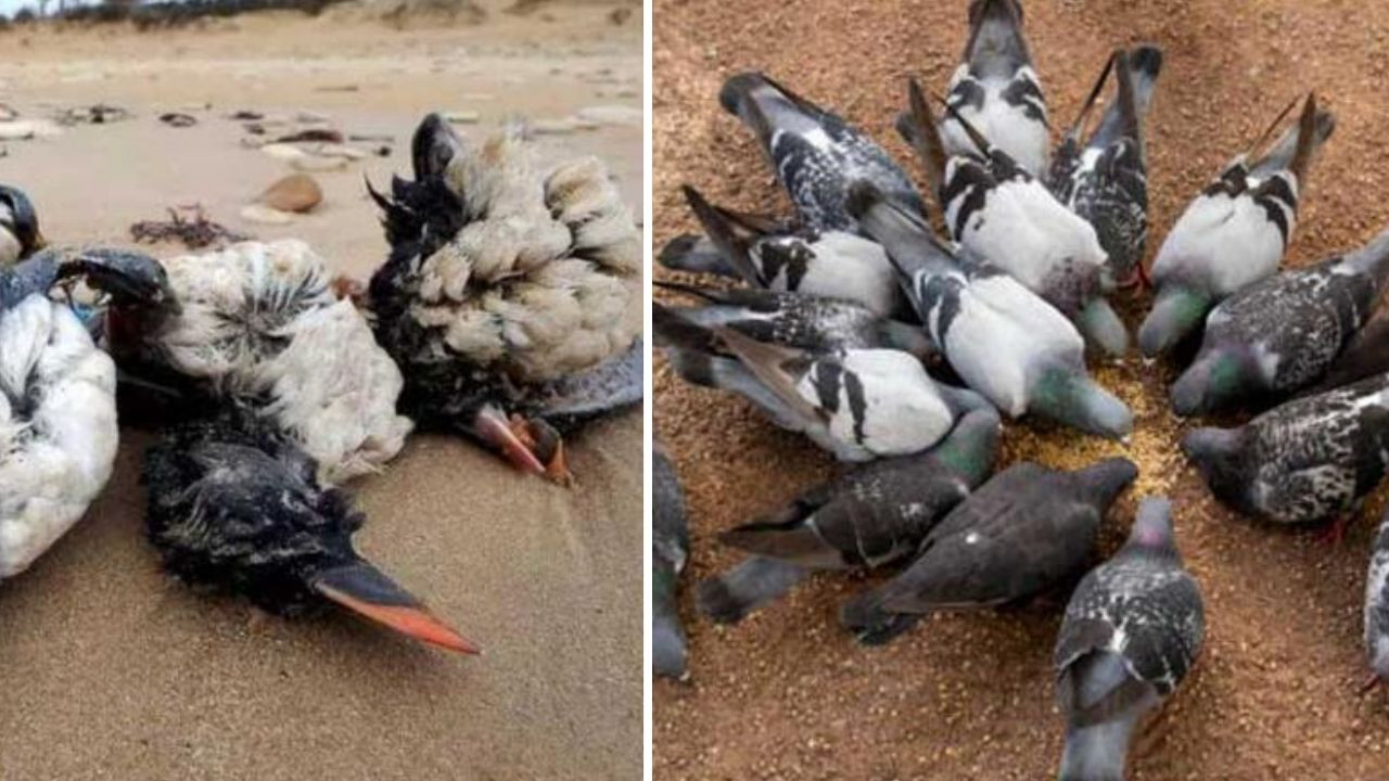 Gökyüzünden ölü kuşlar yağıyor! Türkiye'de yeni hastalık uyarısı... Sakın yaklaşmayın! - Sayfa 18